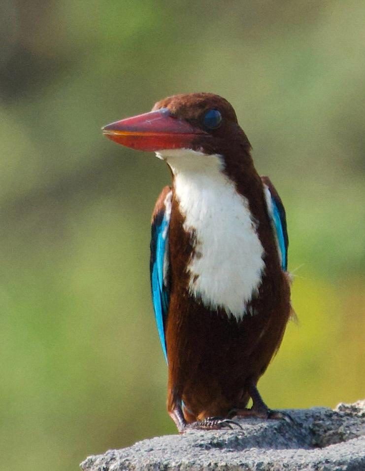 White-throated kingfisher on a stone