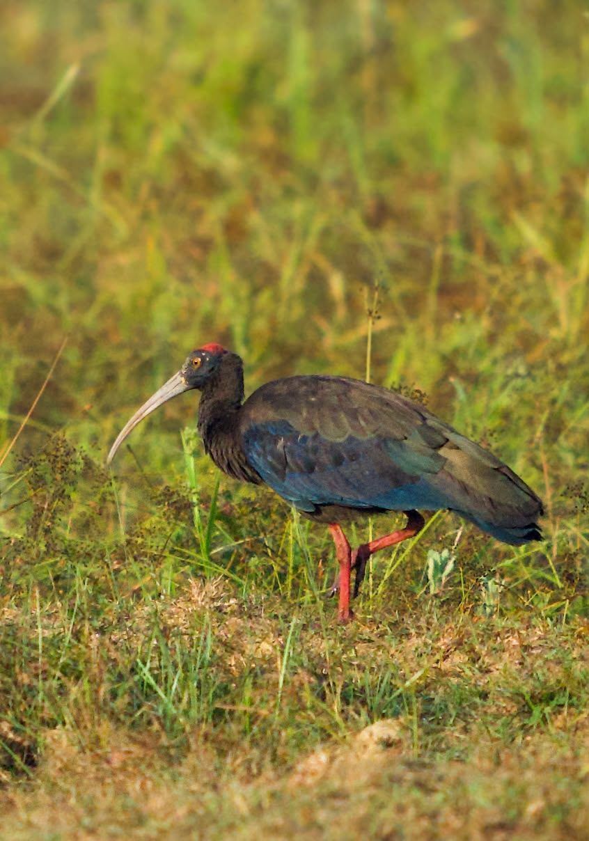 Red-naped ibis