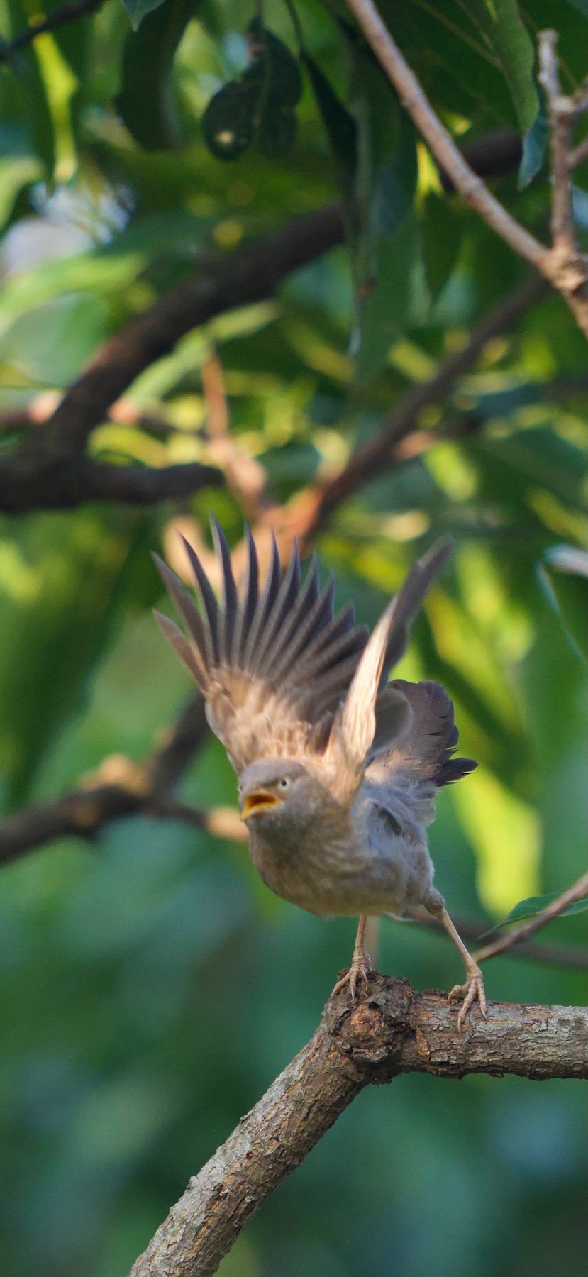 Jungle babbler
