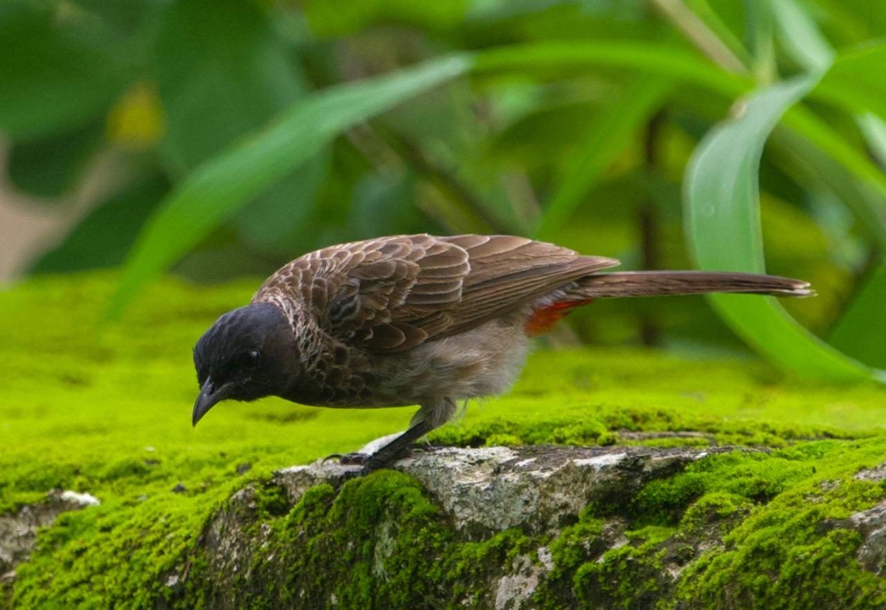 Red-vented bulbul