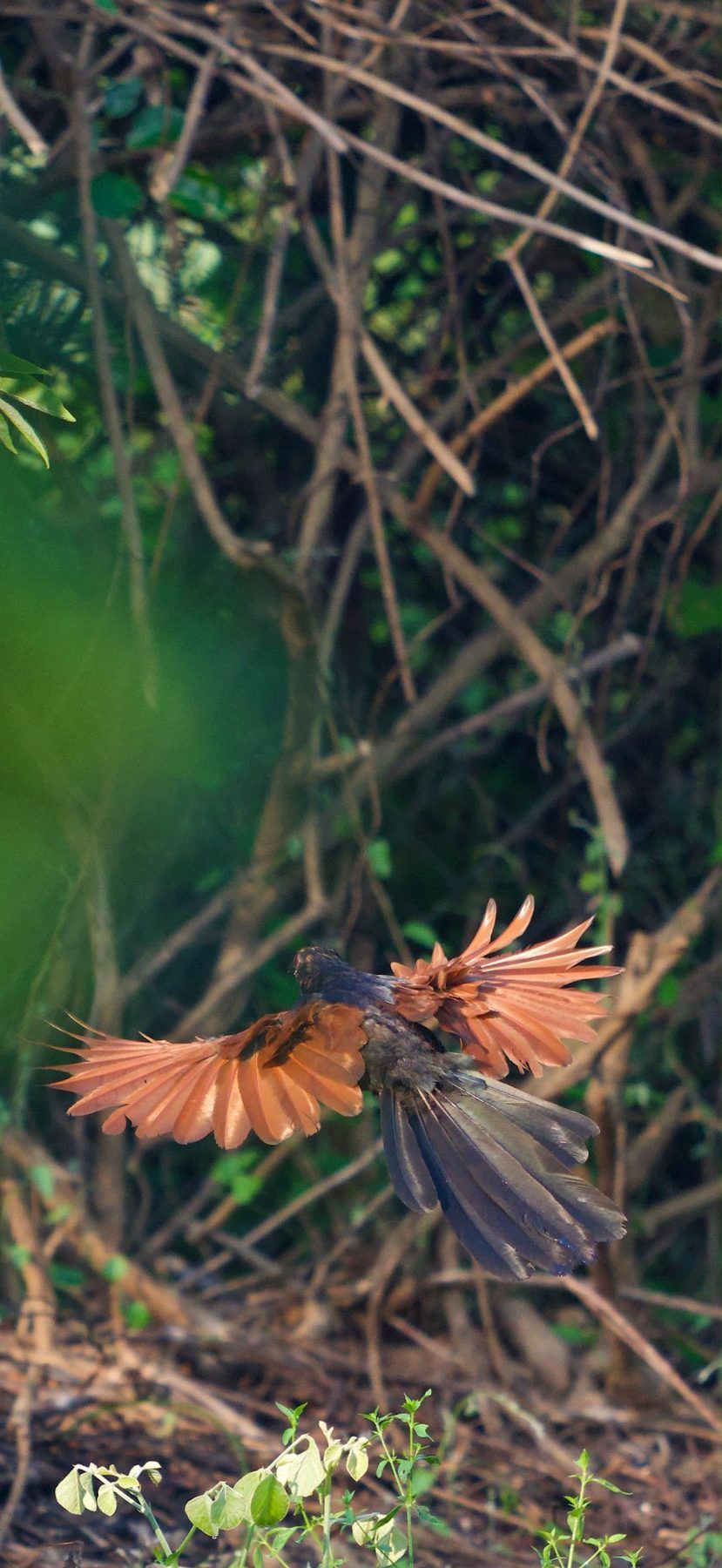 Greater coucal, wings spread