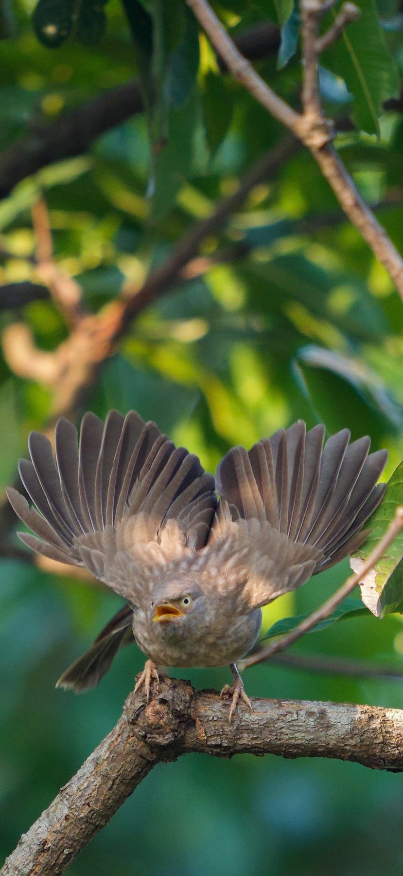 Jungle babbler with wings open on a branch