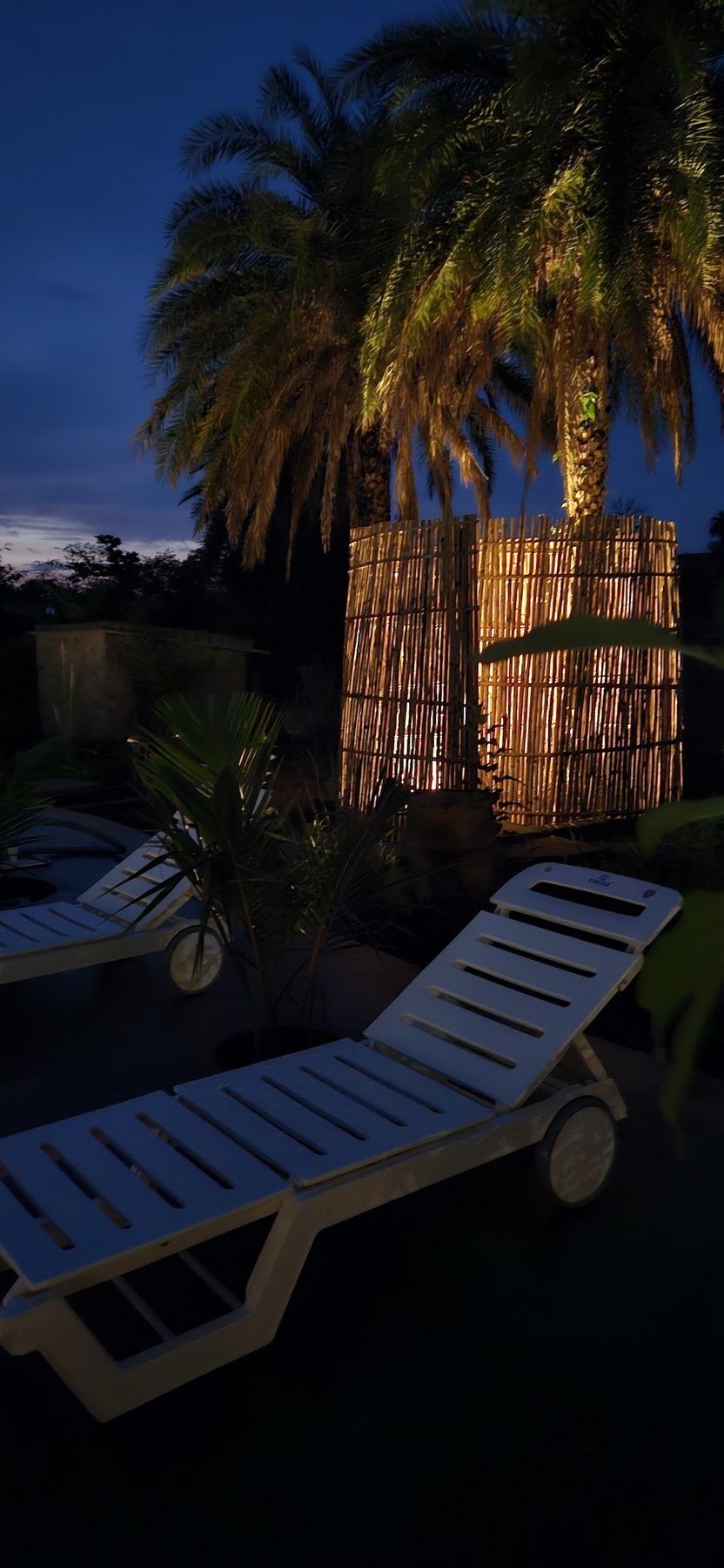 Pool lounger under lit date palms at dusk