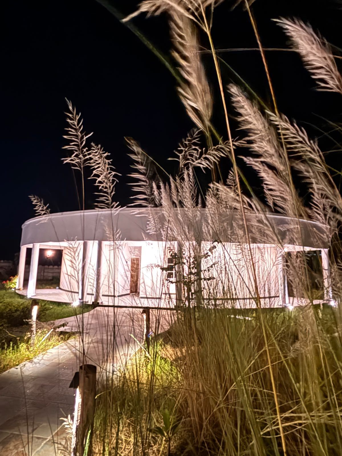 Kans grass at night
