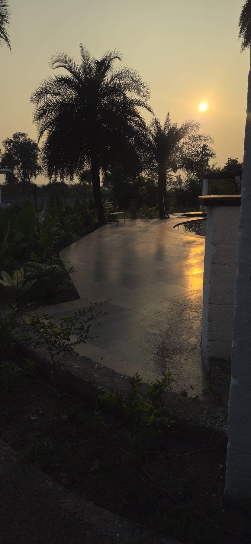 The pool at sunset with palms in silhouette