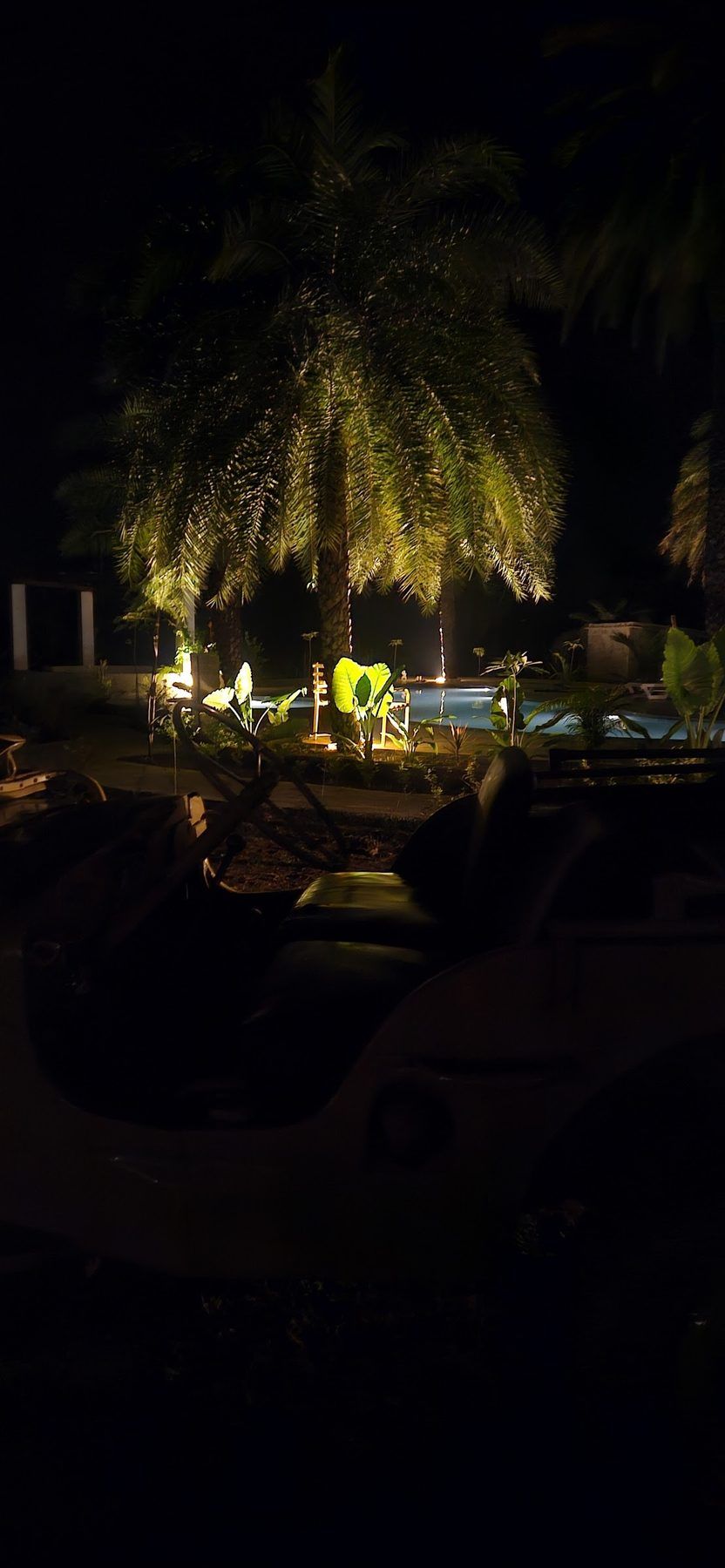 Date palms lit from below at night