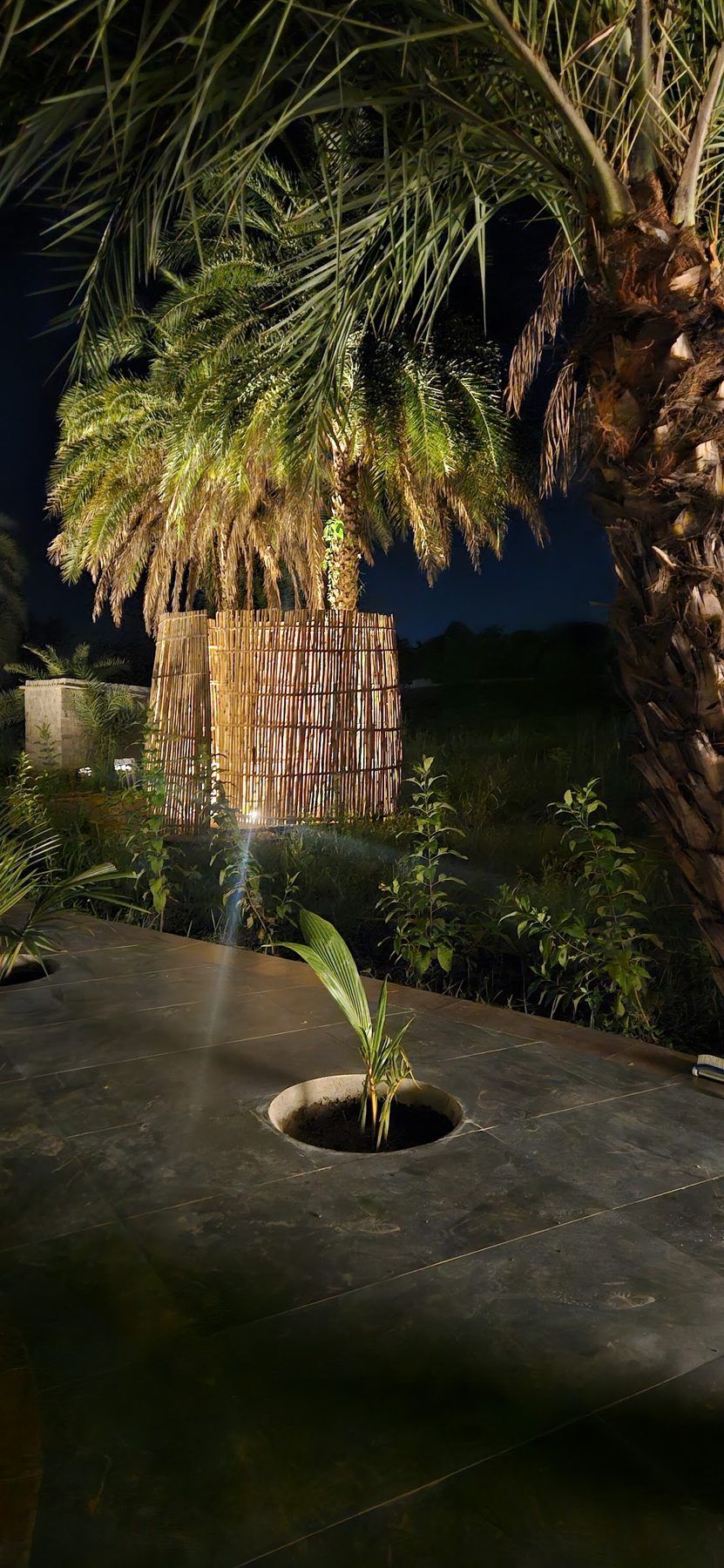 Lit palm and planting beds at night