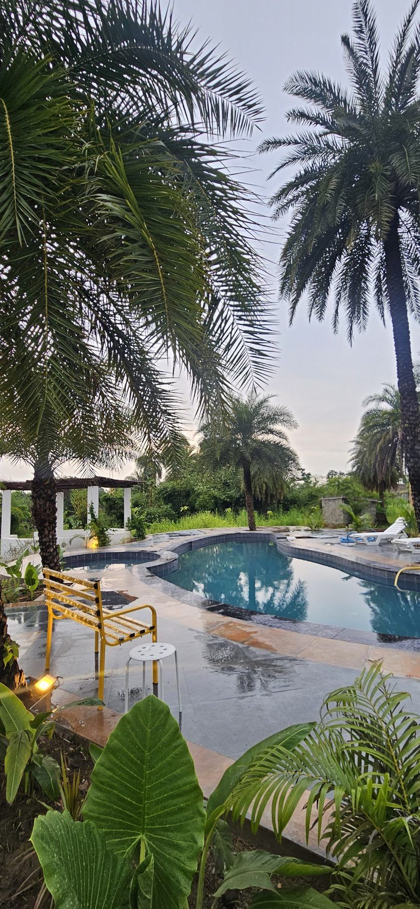 The pool among palms on a clear day