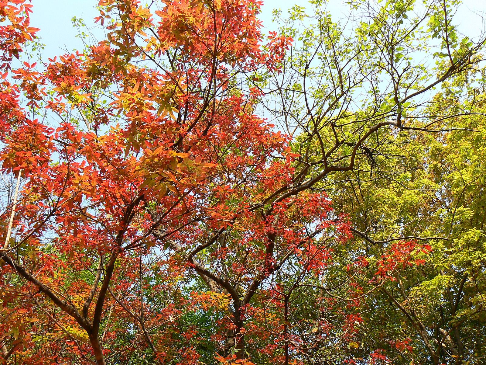 Kusum in red new leaf
