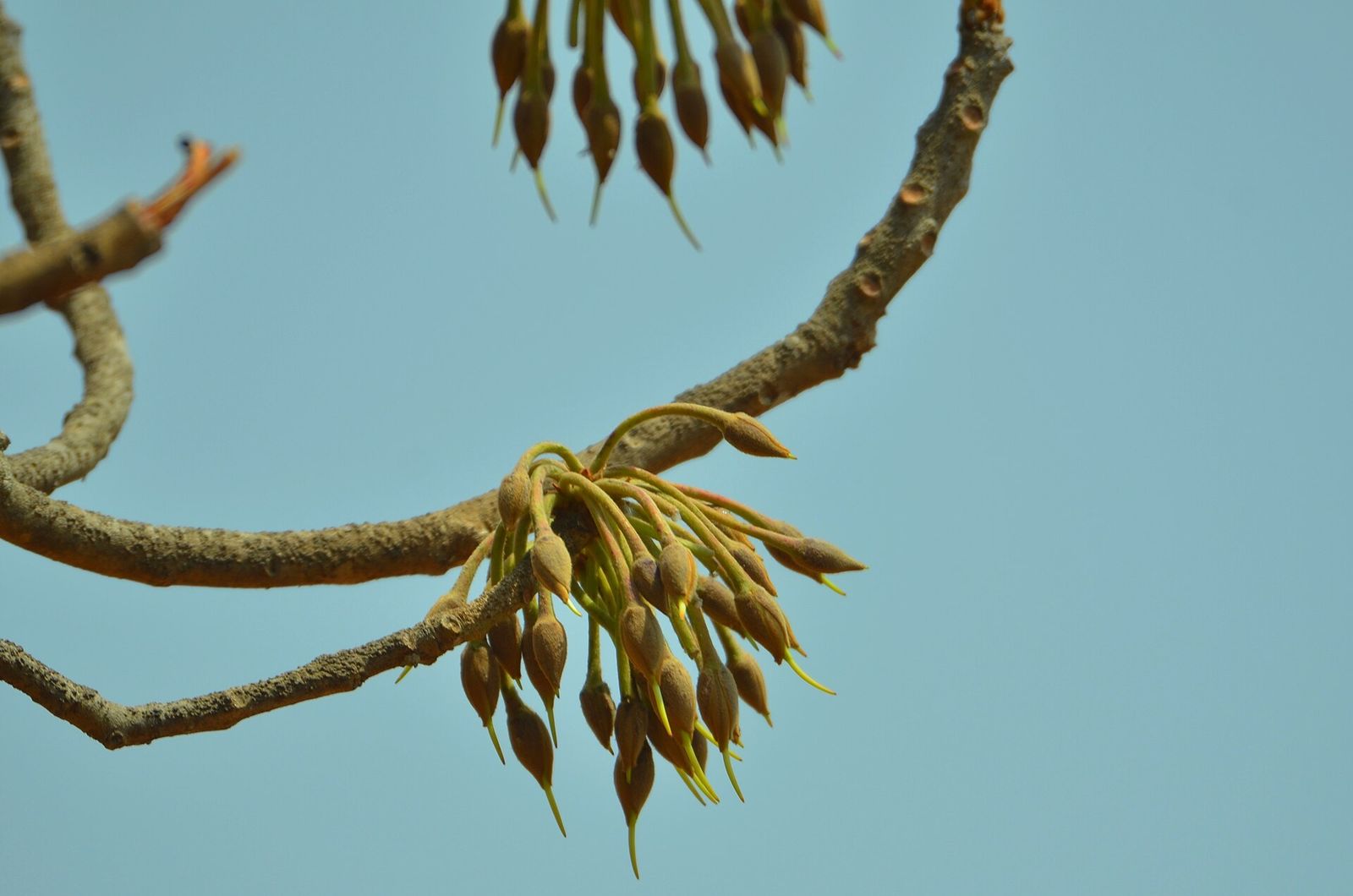 Mahua tree in flower bud